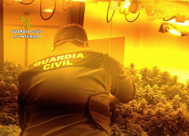 La Guardia Civil desmantela cuatro invernaderos clandestinos de marihuana en Los Alcázares